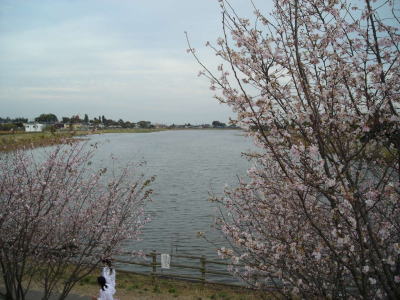 城沼の寒桜