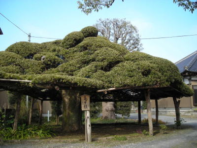 亀甲槇(まき)
